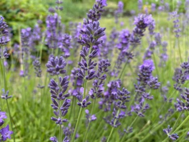 ��� ����� ���������� ������� �� ����: ������� ��� ��������� ����������