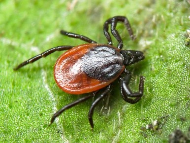 ���������� ������ ������� � ���� ���