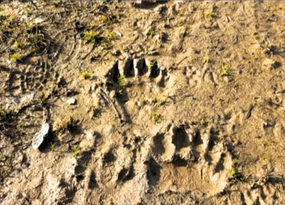 ������� ������������ � ������������ ��������