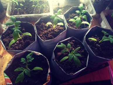 ��� ���������� � ���������� ������� �������: ������ ������� �����������