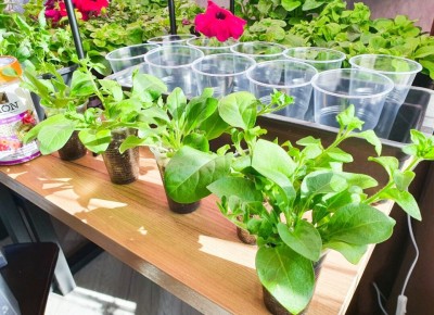 ��������� � ����� �� ���������: ��� ���������� �� ���������� � �������� ���� �������