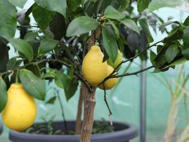 ������� ����� �� �������� ������� ��� ������� ������