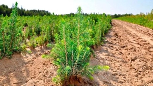 � ��������� ������� �� ���������� ����� �������� ����� 51 �������� ������