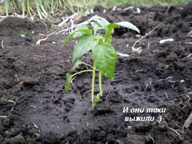 ������� ������ �� ���: ���� � ���������� ������������