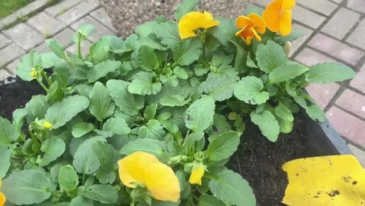 ������� ���� ����� ������� 90 �������� ������