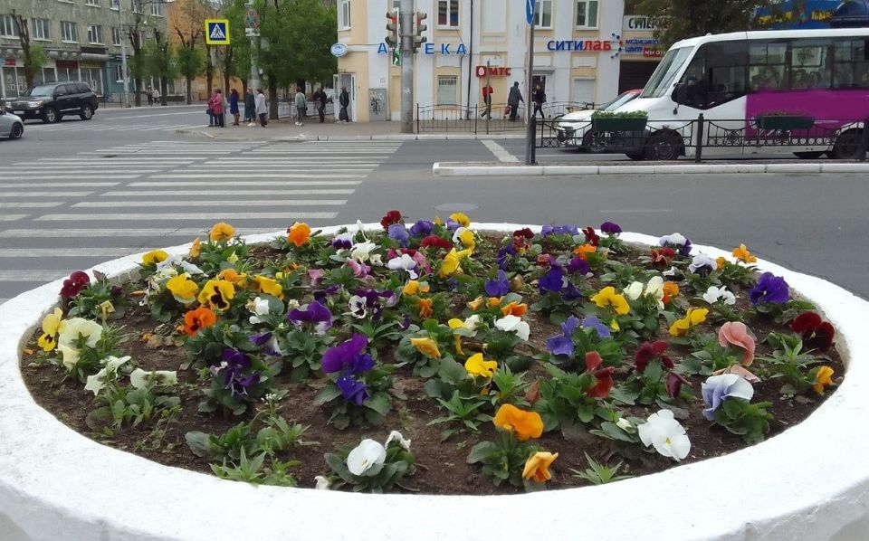 В Калуге планируют высадить более 232 тысяч цветов этим летом