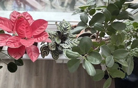 ��� ��������� �� ���������� ����������: ������ � ������� �������� ��������