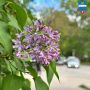 Почему нельзя срывать сирень в городе?