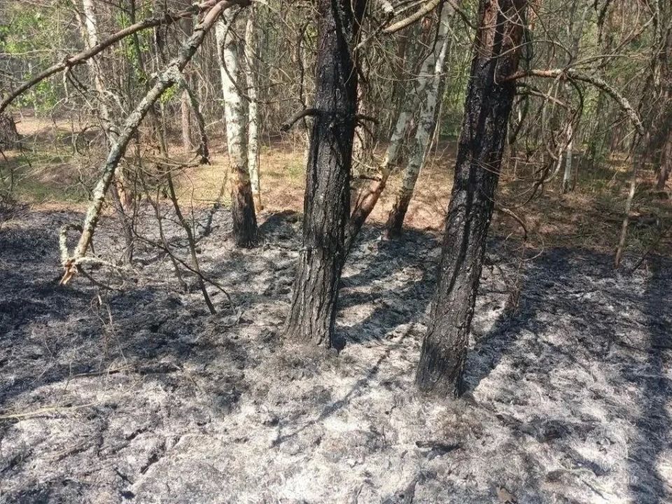 В калужском лесу выгорело почти четыре гектара