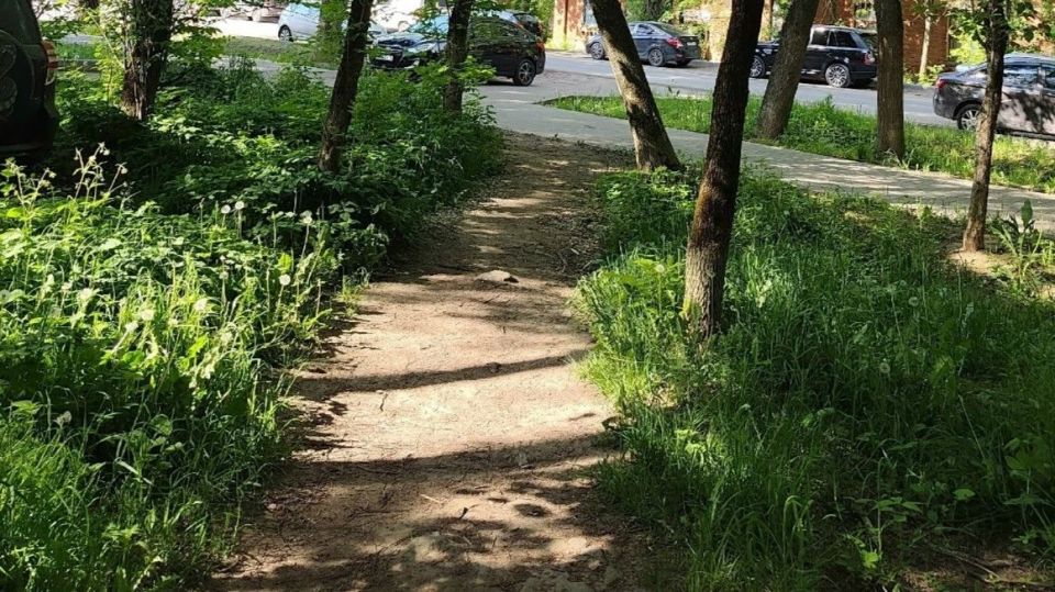 До середины июня на улице Гвардейской уберут опасное дерево До середины июня на улице Гвардейской уберут опасное дерево