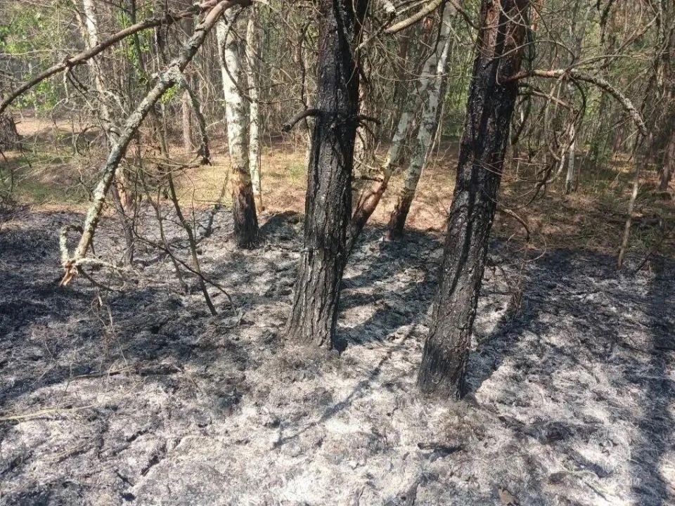 В Куйбышевском районе Калужской области сгорело 3,9 гектара леса