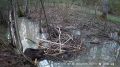Обед бобра попал на видео в калужском лесу