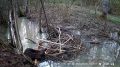 В калужском лесу запечатлели обеденный перерыв бобра