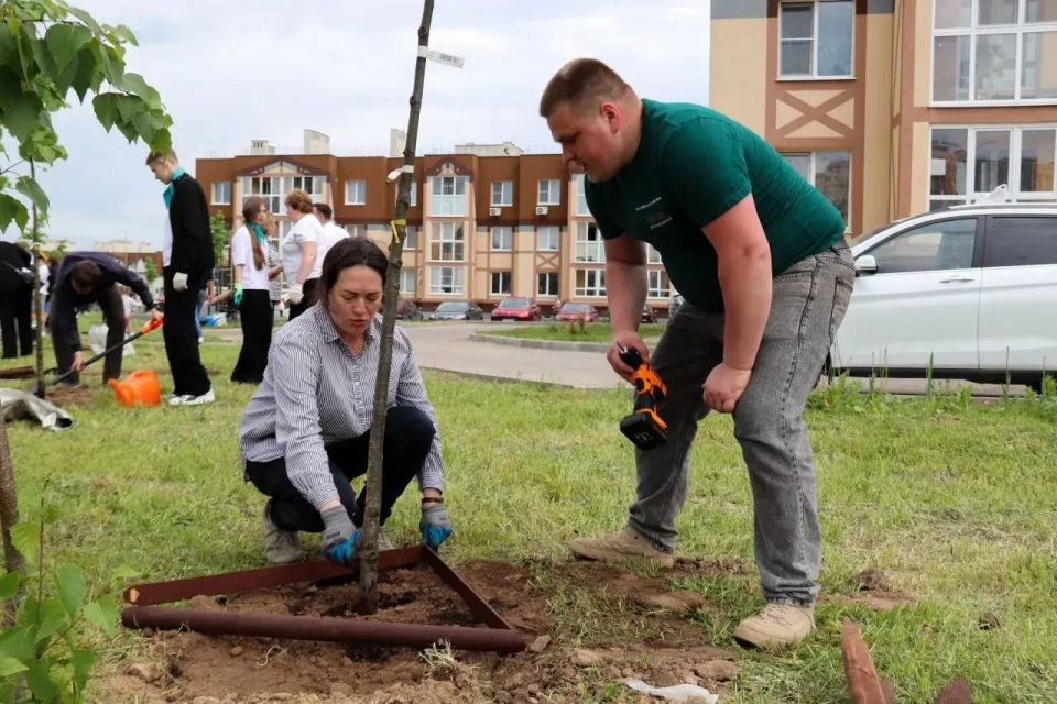 В микрорайоне Кошелев высадили около 80 лип В микрорайоне Кошелев высадили около 80 лип