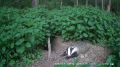 Отдыхающий у норы барсук попал на видео в калужском лесу