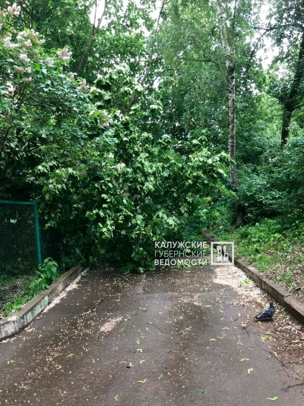 Из-за непогоды в Калуге упало несколько деревьев