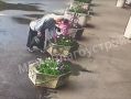 Вандалы снова выкопали тюльпаны на обнинских клумбах