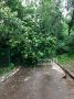 Из-за непогоды в Калуге упало несколько деревьев