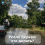Напоминаем куда обращаться, если упало дерево