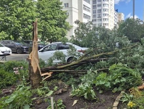 Несколько деревьев рухнули из-за непогоды в Калуге