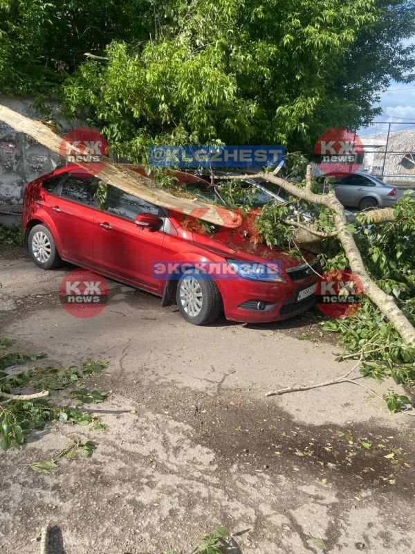 Из-за непогоды в Калуге упало несколько деревьев Из-за непогоды в Калуге упало несколько деревьев
