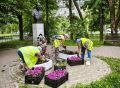 В Калуге высадили больше 18 тысяч городских цветов