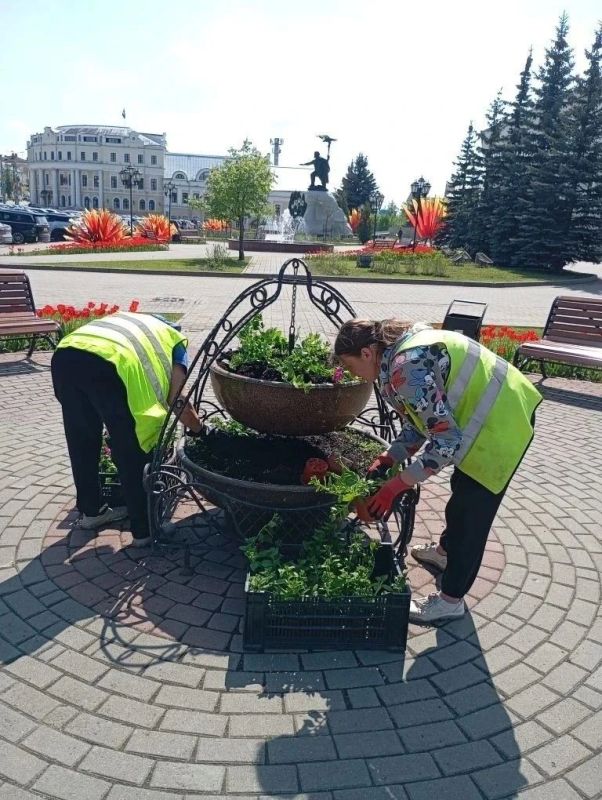 В Калуге высадили 7 074 цветов виолы и 11 тысяч цветов сурфинии В Калуге высадили 7 074 цветов виолы и 11 тысяч цветов сурфинии