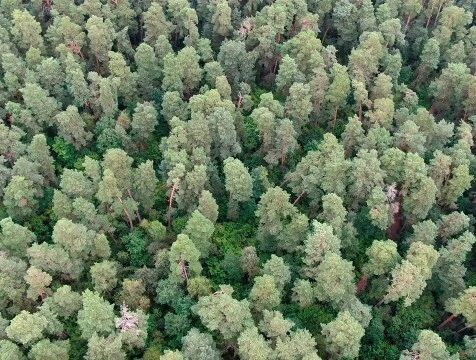 2 термоточки в лесах Калужской области зафиксировали за сутки