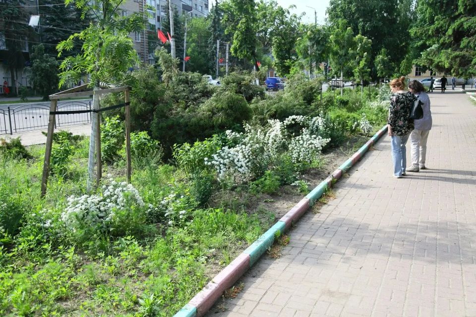 Как дела у новых деревьев в Калуге? Как дела у новых деревьев в Калуге?