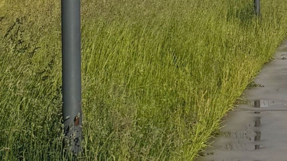 Калужанка пожаловалась на некошеную траву вдоль набережной Оки