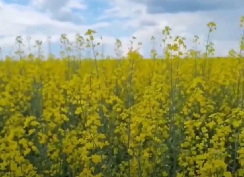 В Калужской области увеличивают производство рапса