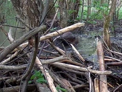Лесное свидание: встречу бобров запечатлели в "Калужских засеках"