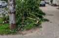 Срубленные деревья на улице Баррикад уберут на этой неделе