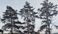 Калужан ждёт тёплый понедельник