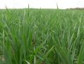 На поле агрофирмы Калужской области нашли нарушения с ядохимикатами