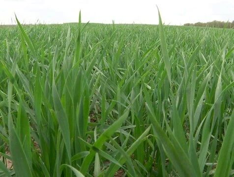 На поле агрофирмы Калужской области нашли нарушения с ядохимикатами