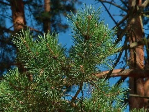 Почти 100% хвойных лесов Калужской области находятся в карантинных зонах