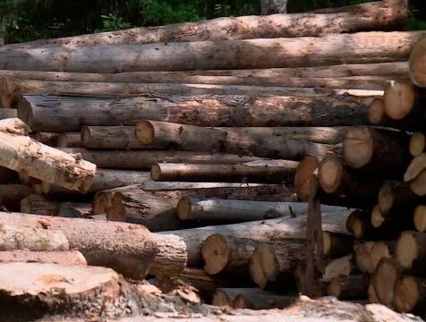 Людиновский бизнесмен нарушал фитосанитарные правила при вывозе леса