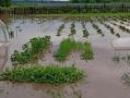 Дачные участки подтопило в Перемышльском округе из-за ливней
