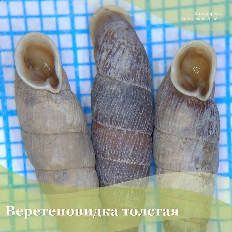 Среди беспозвоночных животных, которые войдут в новое издание региональной Красной книги, будет сразу несколько моллюсков Среди беспозвоночных животных, которые войдут в новое издание региональной Красной книги, будет сразу несколько моллюсков