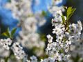 Как защитить сад от весенних заморозков: практические советы для садоводов
