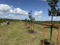 23 липы высадили в городском парке Воротынска