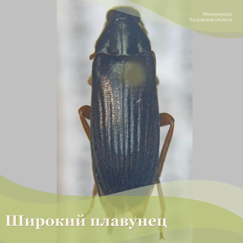 Украшением нового издания региональной Красной книги станут два редчайших вида беспозвоночных из Красной книги Российской Федерации Украшением нового издания региональной Красной книги станут два редчайших вида беспозвоночных из Красной книги Российской Федерации