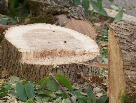 Больные деревья начали удалять на улице Максима Горького в Калуге