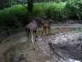 Милый момент мамы-лосихи с детёнышем засняли в "Калужских засеках"