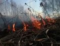 Угроза пожаров в лесах Калужской области отсутствует