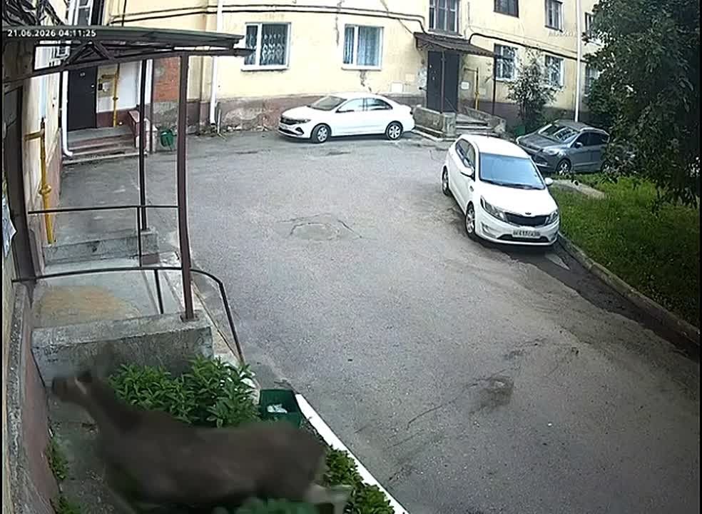 Жители одного из дворов Обнинска гадали, кто же портит клумбы