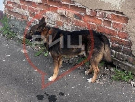 В Боровске ищут владельцев кусачих собак