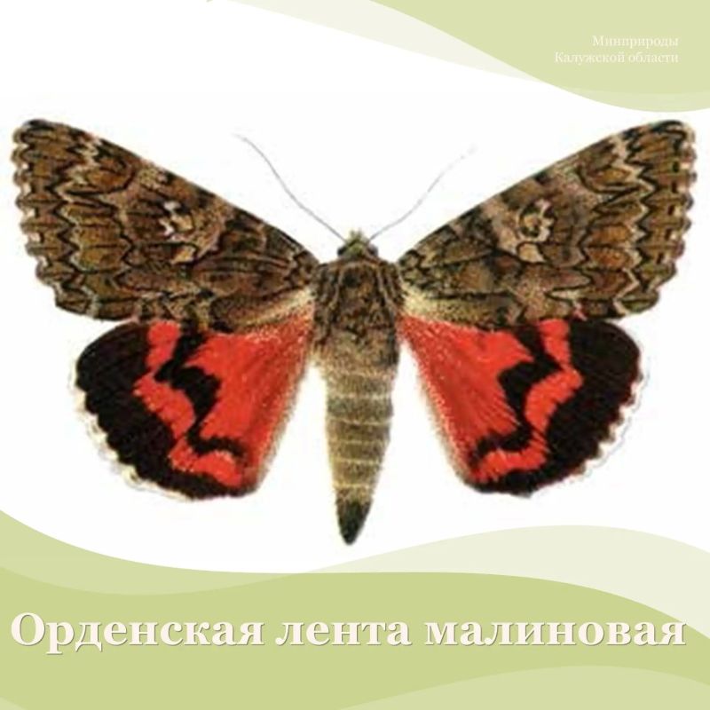 Увеличили свою численность и распространение, а, следовательно, перестали быть редкими и уязвимыми в Калужской области, голубокрылая кобылка, мазореус Веттерхаля, слизень черно-синий, нетопырь Натузиуса, хохлатая синица, а...