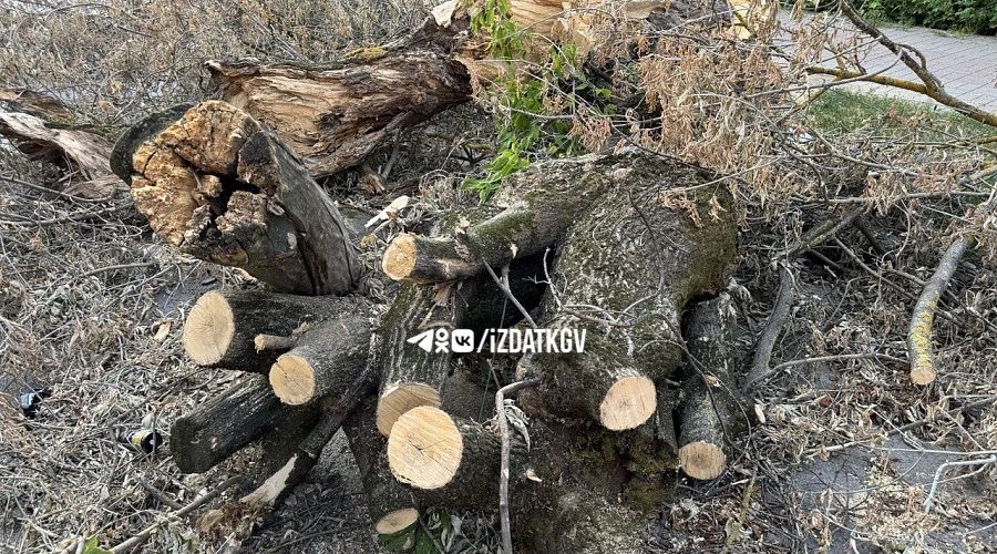 Минимум 750 аварийных деревьев спилят в Калуге
